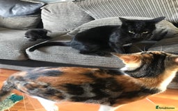 Mixed Breed cats for sale: Gorgeous little panthers - Image 9