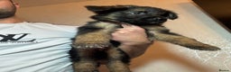 German Shepherd dogs for sale: German Shepherd Puppies  - Advert 10