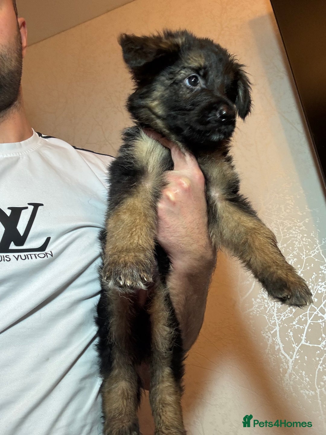 German Shepherd dogs for sale: German Shepherd Puppies  - Advert 10
