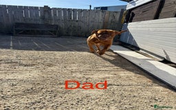 Dogue De Bordeaux dogs for stud: Multiple international champion bloodlines kc DDB - Image 3