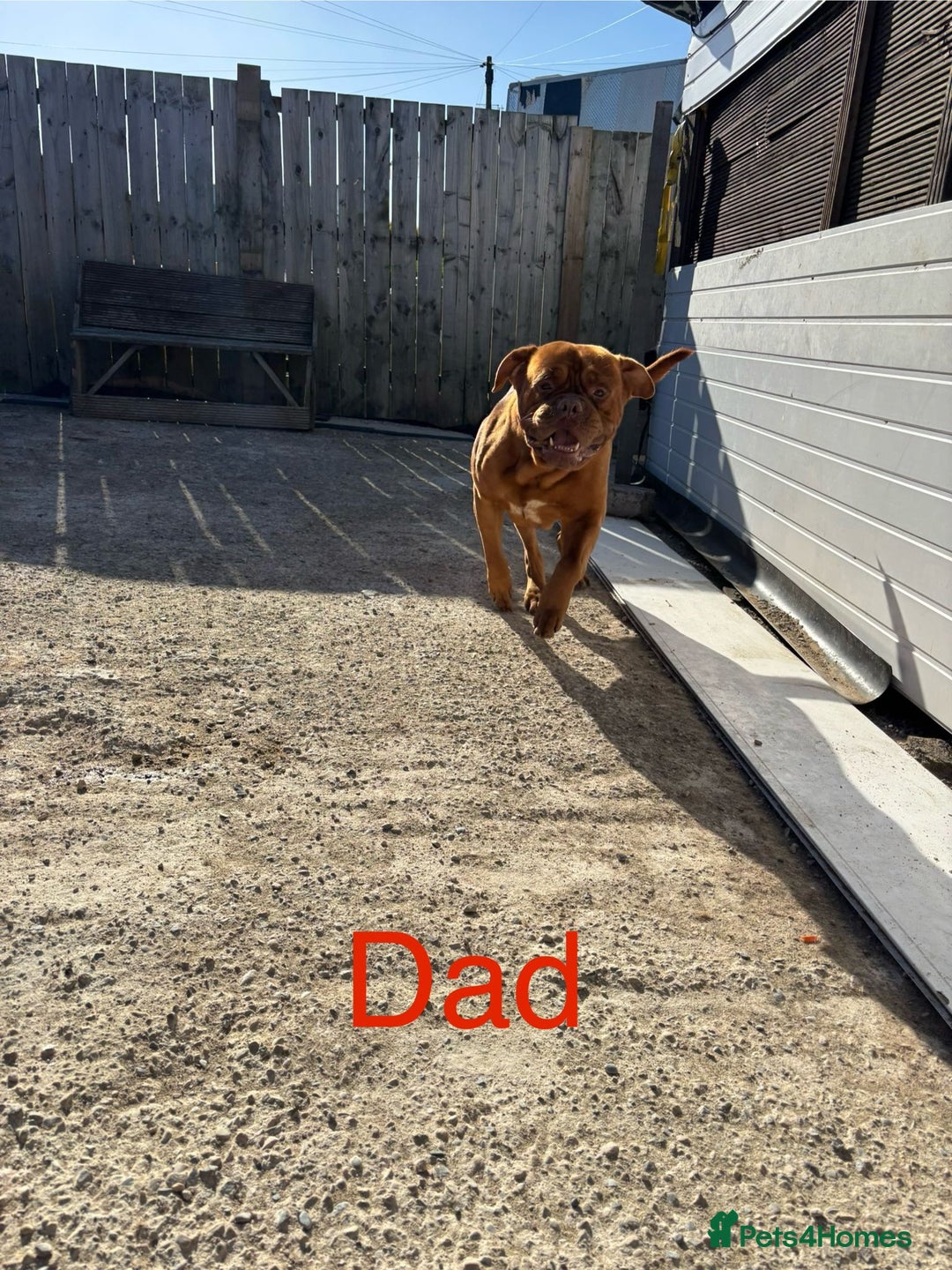 Dogue De Bordeaux dogs for stud: Multiple international champion bloodlines kc DDB - Image 3