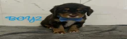 Cocker Spaniel dogs for sale: Cocker spaniel puppies for sale  - Advert 12