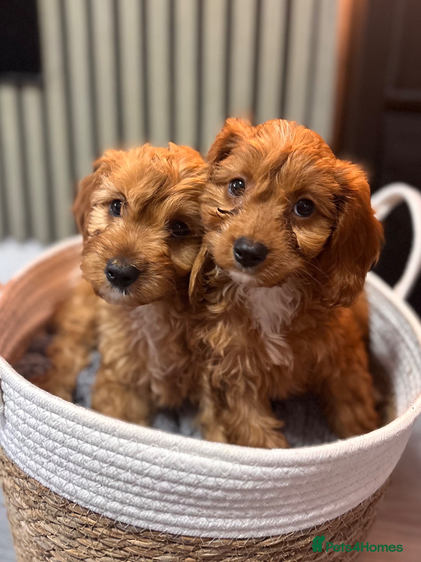 Cavapoo dogs Ruby cavapoo puppies - Advert 1