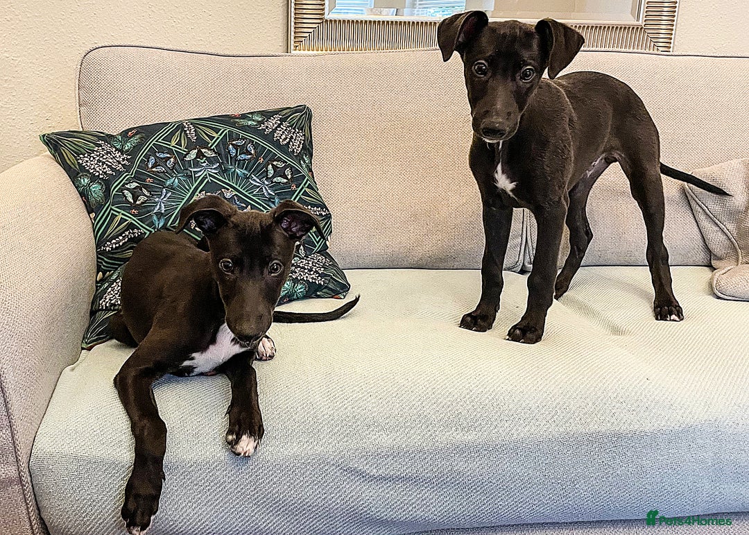 Whippet dogs for sale: Pedigree Whippet Purebred Girl now available - Image 3