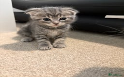 Scottish Fold cats for sale: Beautiful Scottish food for sale  - Image 3