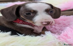 Miniature Dachshund dogs for sale: Gorgeous mini dachsunds puppy's - Image 1