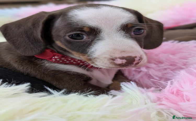 Miniature Dachshund dogs - Advert 7