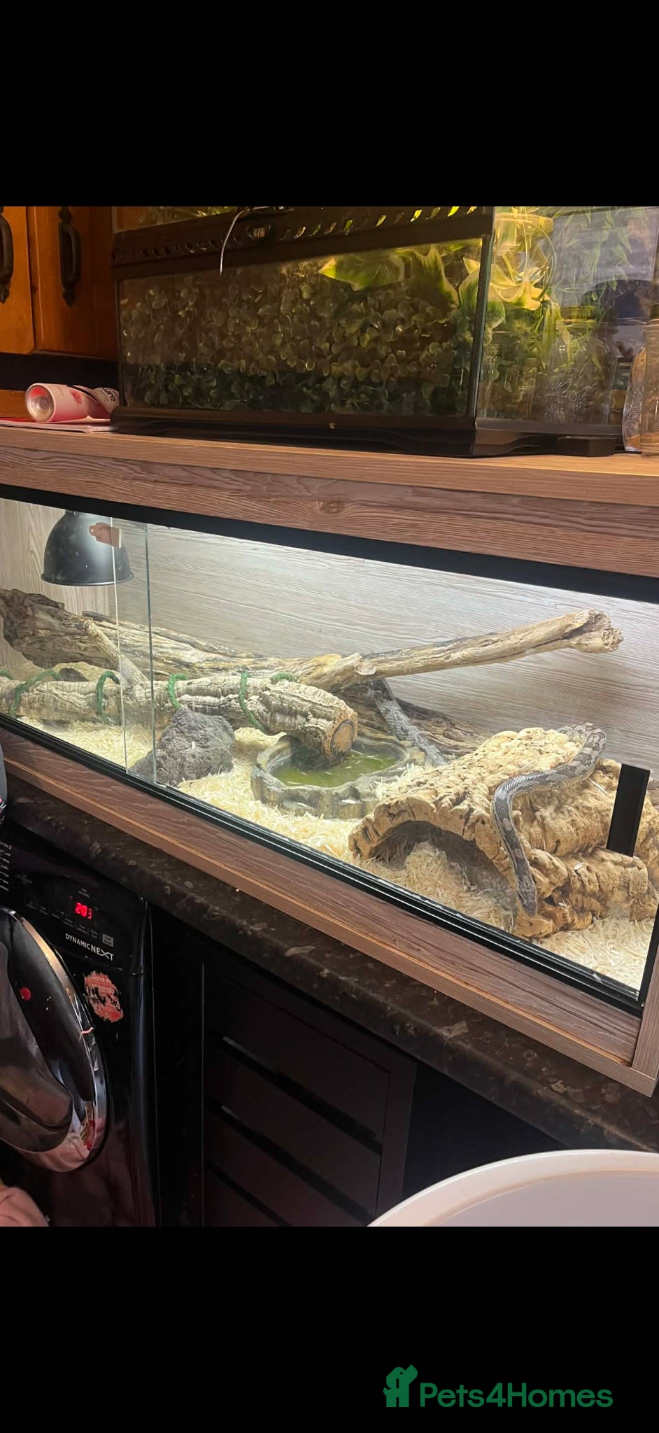 Corn Snake reptiles Gorgeous male corn snake with full set up - Advert 1