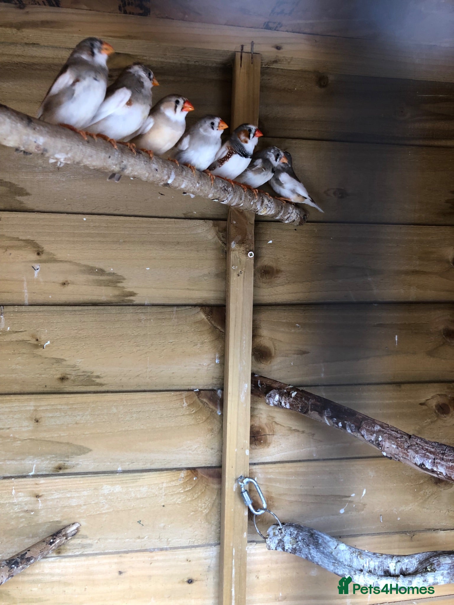Finches birds Young zebra finches for sale - Advert 8