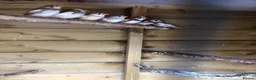 Finches birds for sale: Young zebra finches for sale - Advert 1