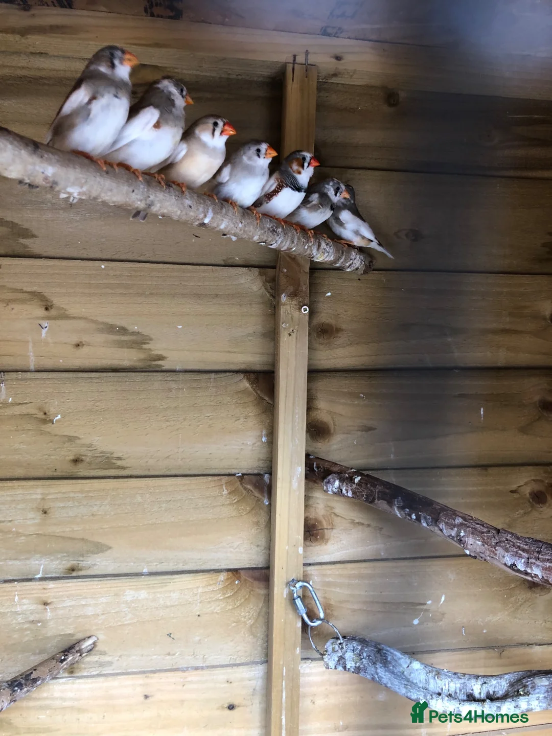 Finches birds for sale: Young zebra finches for sale - Advert 1