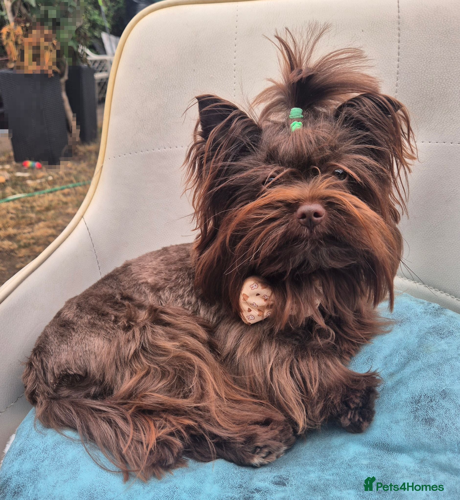 Yorkshire Terrier dogs Yorkshire Terrier boy for stud  - Advert 19