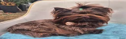 Yorkshire Terrier dogs for stud: Yorkshire Terrier boy for stud  - Advert 3