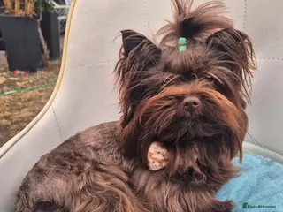 Yorkshire Terrier dogs Yorkshire Terrier boy for stud - Advert 2