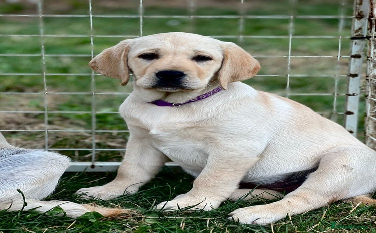 Labrador Retriever dogs in Doncaster - Advert 3