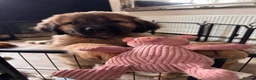 Tibetan Mastiff dogs for sale: Stunning Tibetan Saint Puppies - Ready to go! - Advert 25