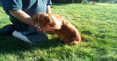 Cocker Spaniel dogs - Advert 7