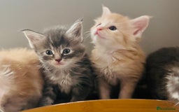 Maine Coon cats for sale: Beautiful Maine Coon babies - Image 5