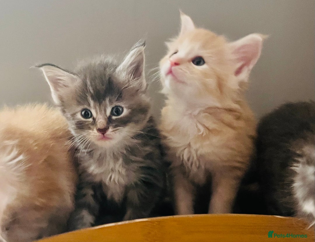 Maine Coon cats for sale: Beautiful Maine Coon babies - Image 5