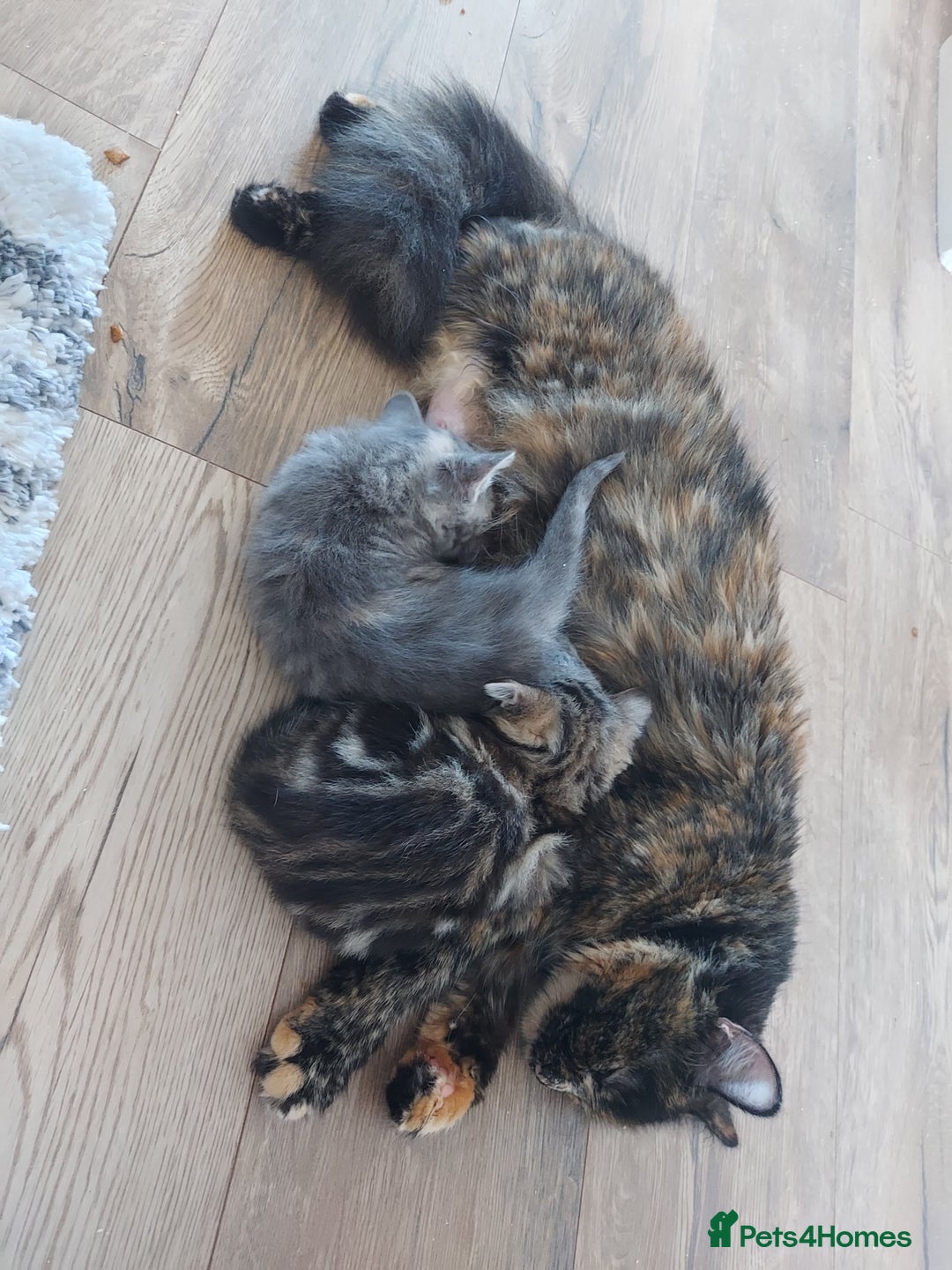 Mixed Breed cats for sale: Beautiful kittens 3x girl and 3x boy - Image 6