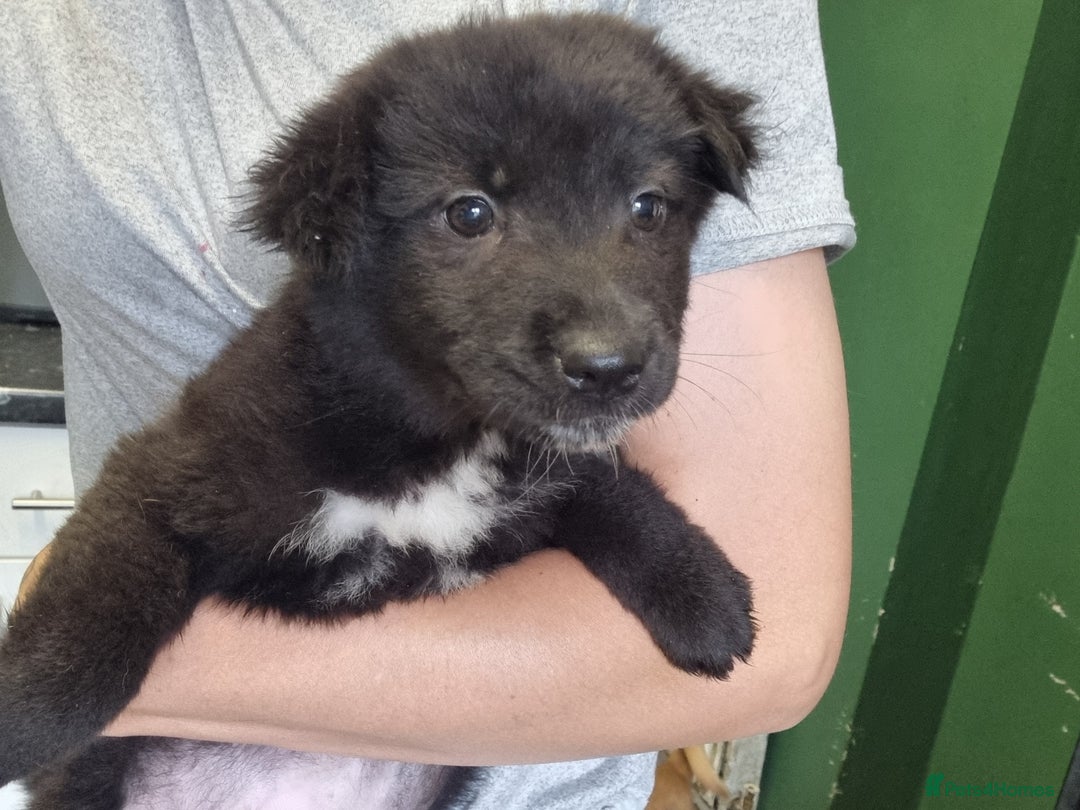 Mixed Breed dogs for sale: Cocker pei puppies ready now  - Image 2
