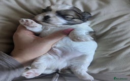 Shih Tzu dogs for sale: 4 beautiful shih tzu puppies 2 female 2 male - Image 5