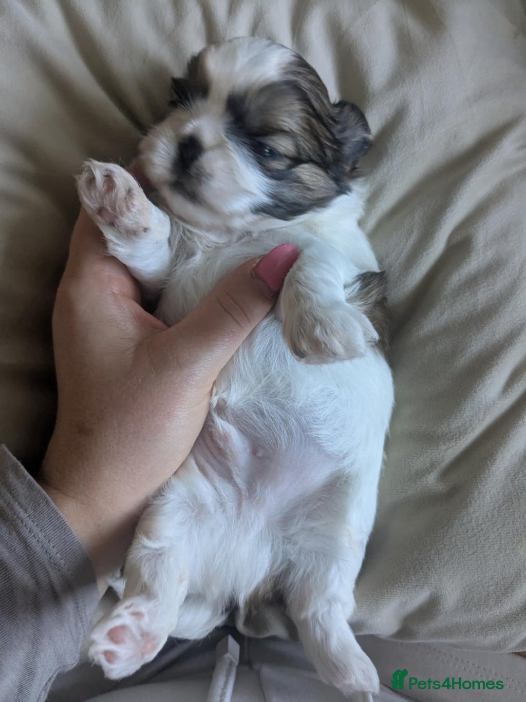 Shih Tzu dogs for sale: 4 beautiful shih tzu puppies 2 female 2 male - Image 5