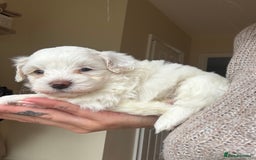 Maltipoo dogs for sale: Maltipoo - Image 3