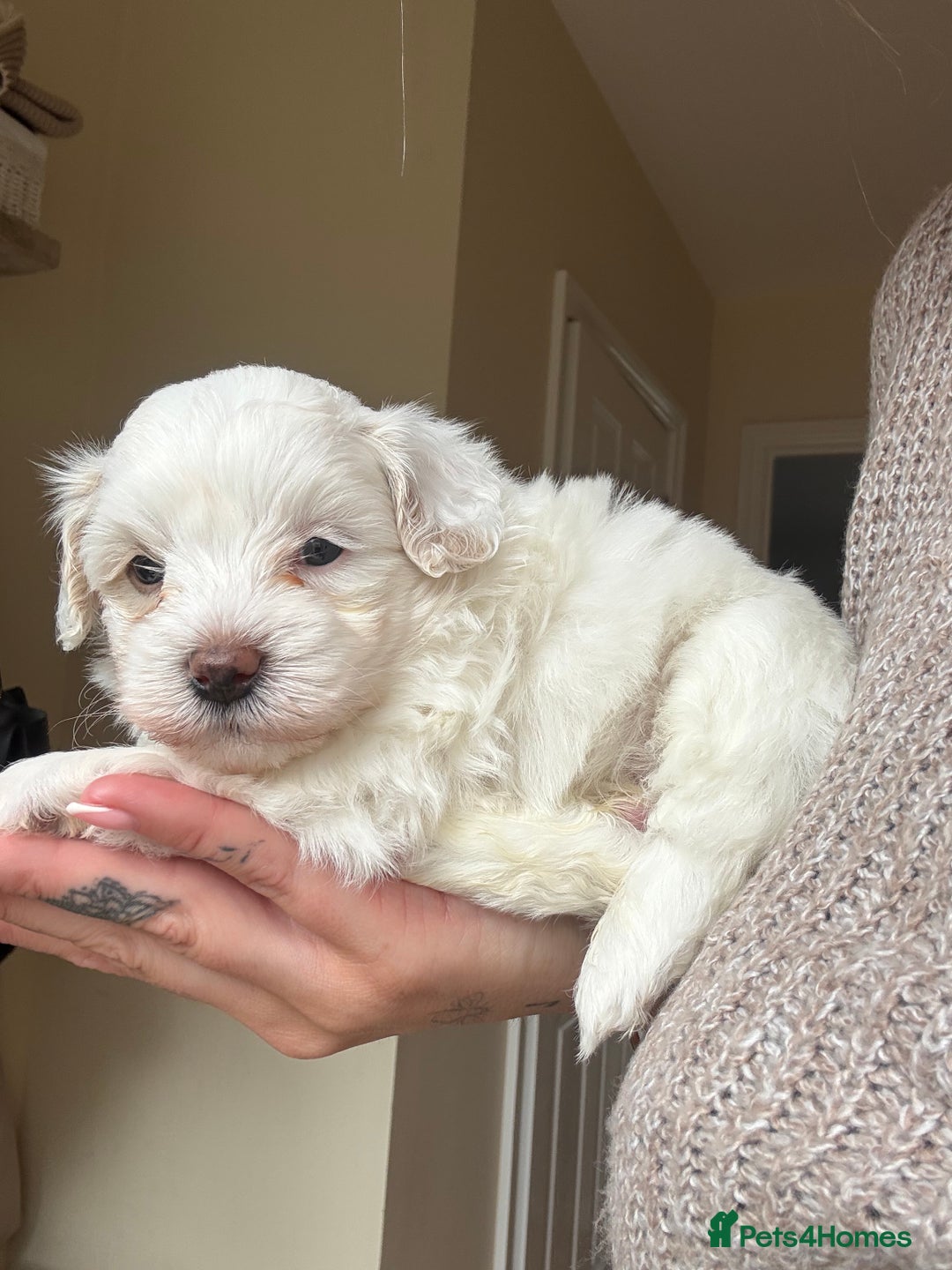 Maltipoo dogs for sale: Maltipoo - Image 3