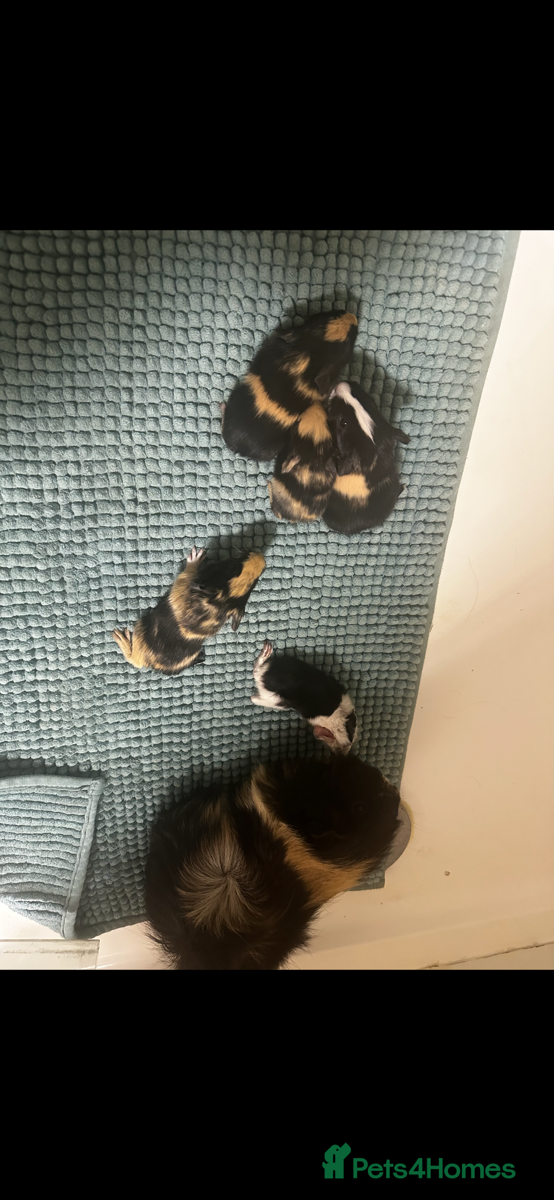 Guinea Pig rodents for sale: Baby guinea pigs  - Advert 1