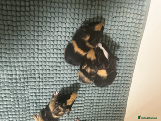 Guinea Pig rodents Baby guinea pigs - Advert 1