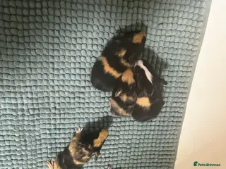 Guinea Pig rodents Baby guinea pigs - Advert 2