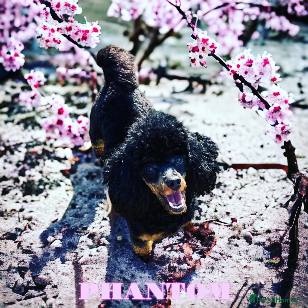Toy Poodle dogs for stud: PHANTOM TOY POODLE AVAILABLE AT STUD in Grays - Advert 17
