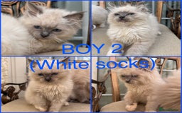 Ragdoll cats for sale: Beautiful ragdoll babies READY NOW - Image 3