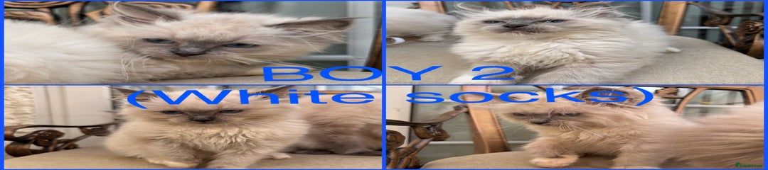 Boy 2
