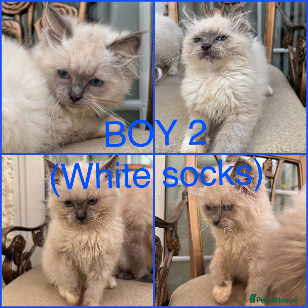 Ragdoll cats for sale: Beautiful ragdoll babies READY NOW - Image 3