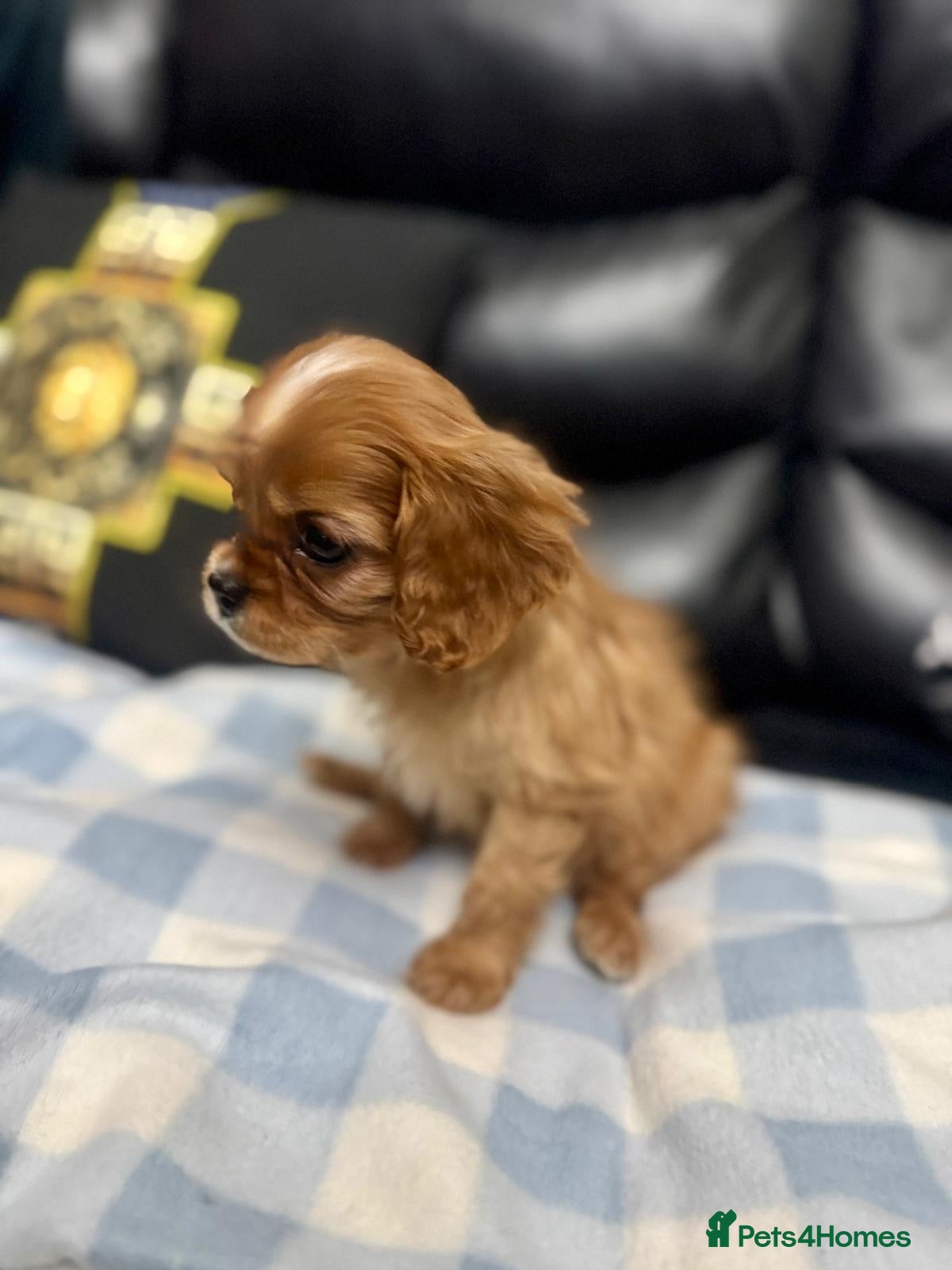 Cavalier King Charles Spaniel dogs Ready now Cavalier King Charles puppies - Advert 8