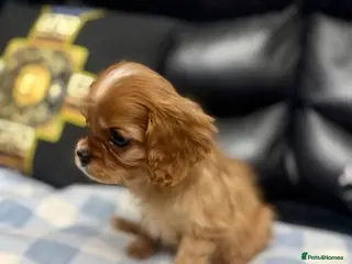 Cavalier King Charles Spaniel dogs Ready now Cavalier King Charles puppies - Advert 8