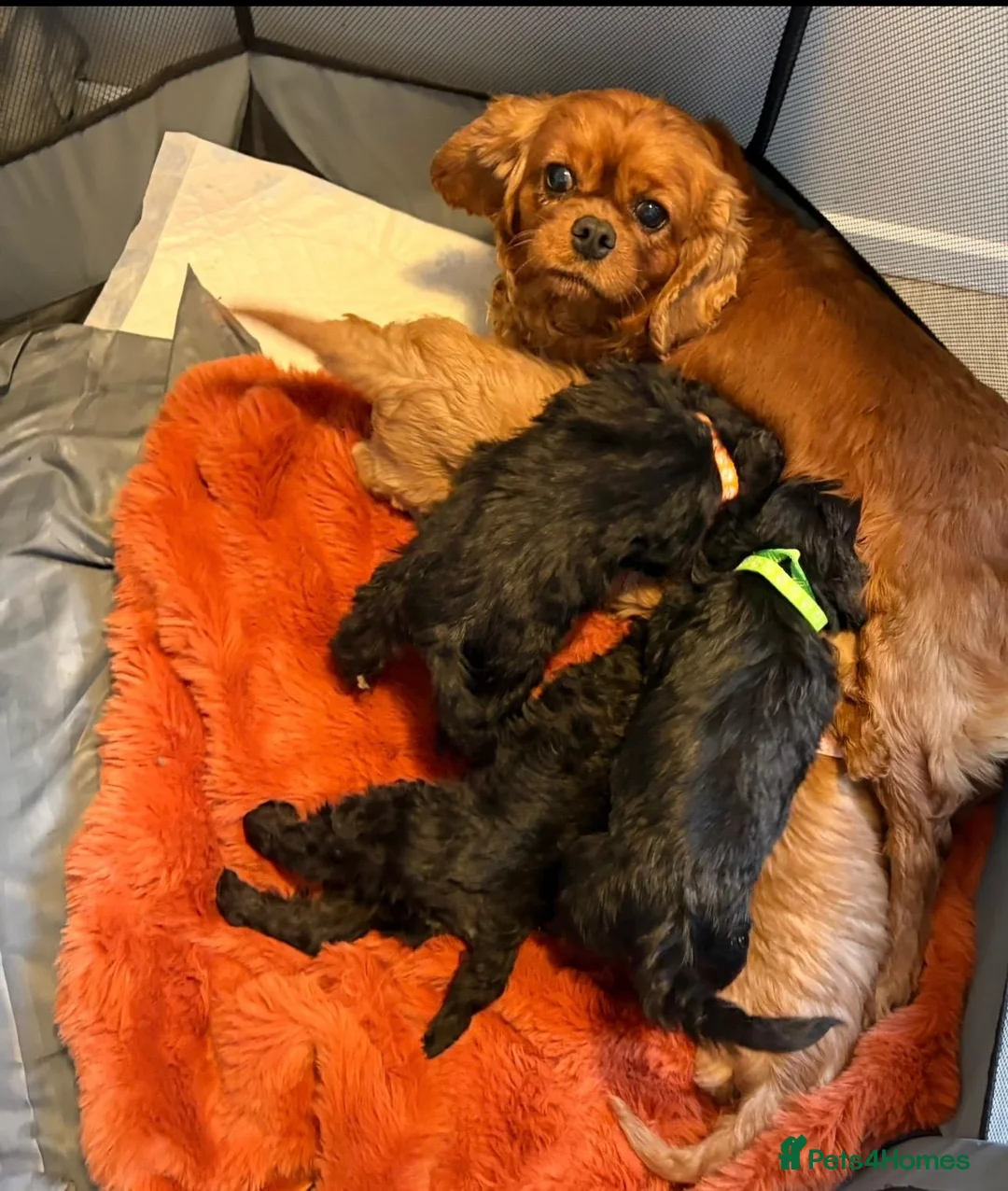 Cavapoo dogs for sale: Cavapoo puppies f1  in Lochgelly - Advert 1
