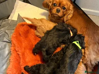 Cavapoo dogs Cavapoo puppies f1 - Advert 7