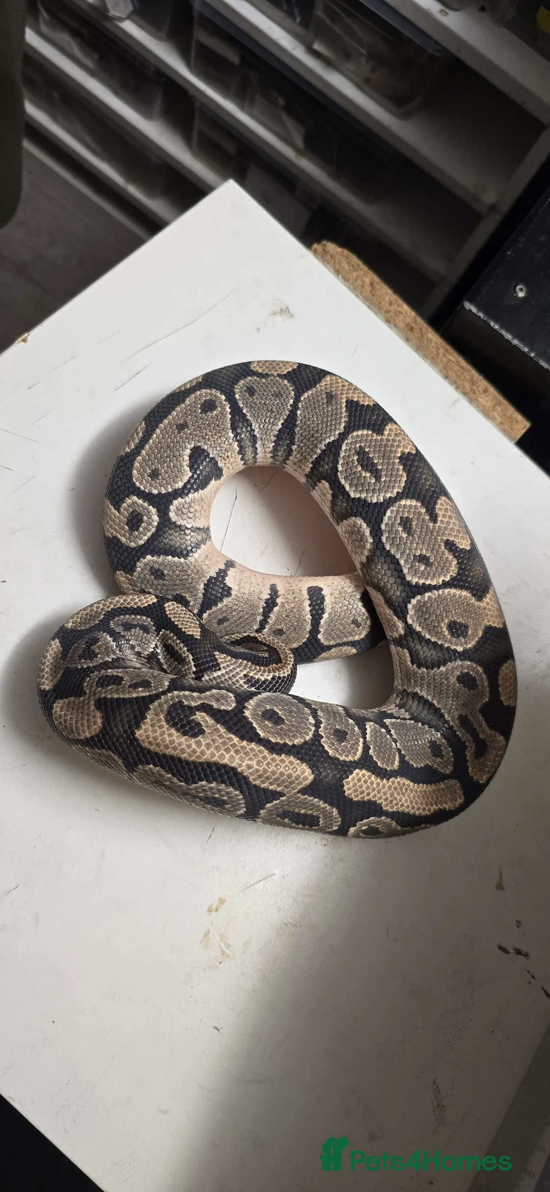Python Snake reptiles for sale: Various Ball Pythons in Wellingborough - Advert 3