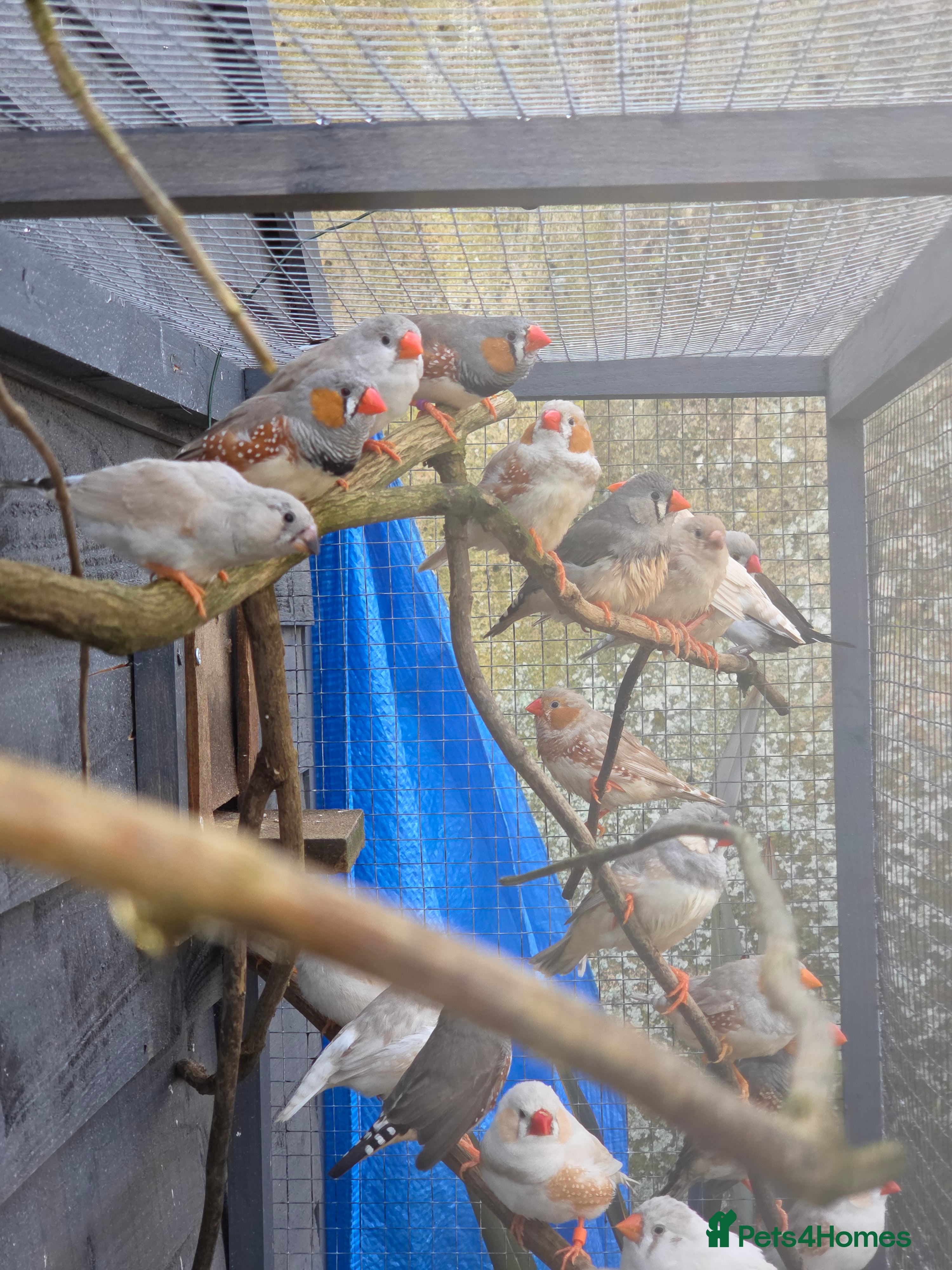Finches birds Mixed aviary and indoor breed Zebra finches - Advert 2