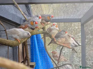 Finches birds Mixed aviary and indoor breed Zebra finches - Advert 2