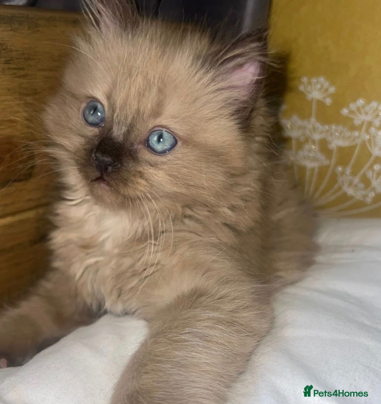 Ragdoll cats Purebred Ragdoll Kittens  - Advert 2