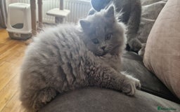 British Longhair cats for sale: british longhair boys - Image 7