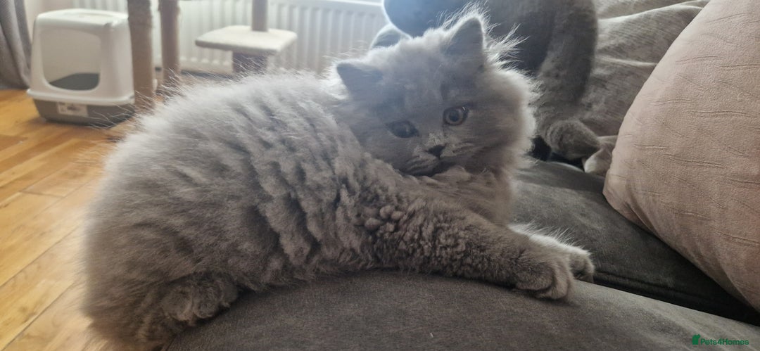 British Longhair cats for sale: british longhair boys - Image 7