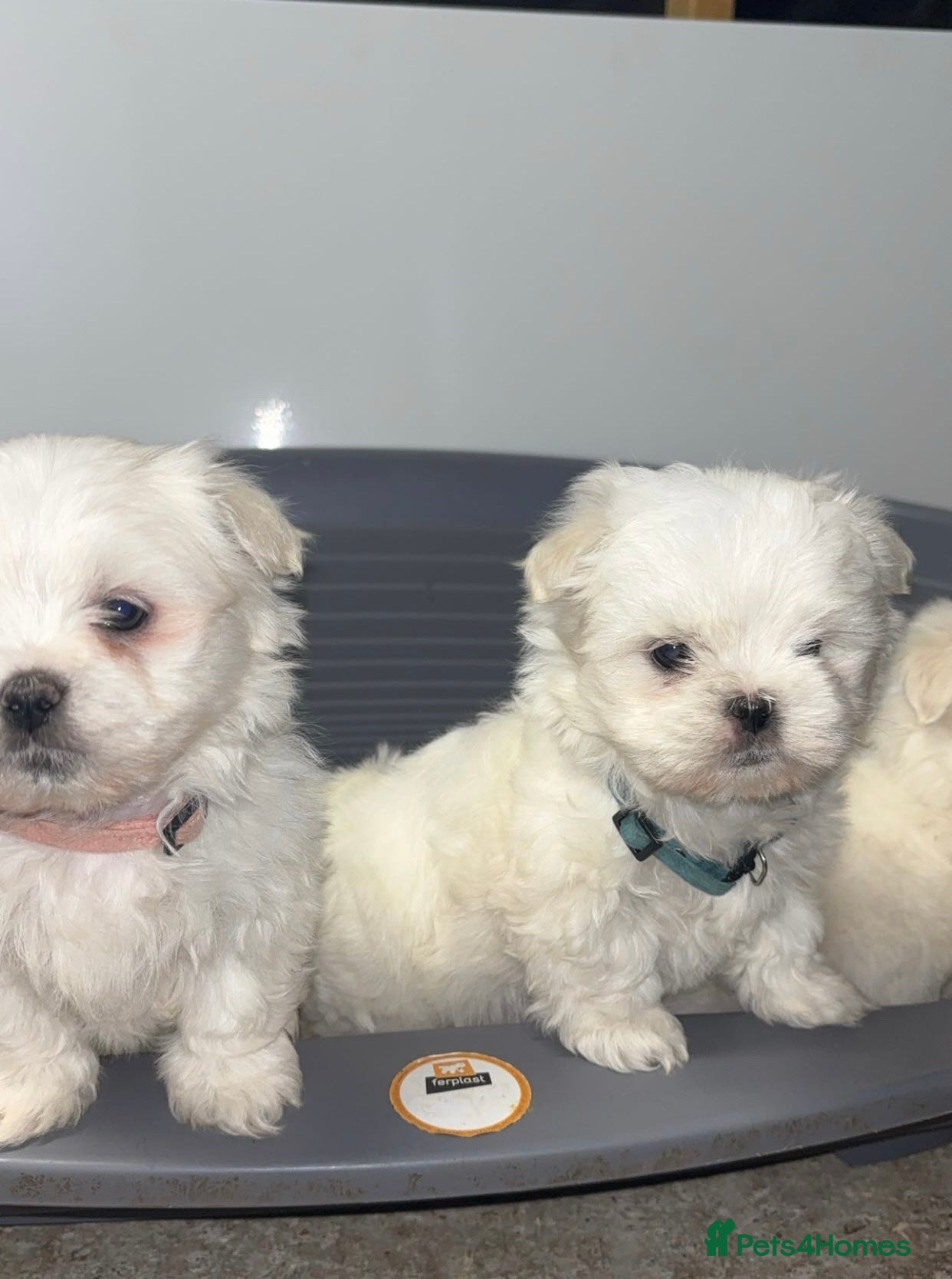 Maltese dogs 2 boys left Maltese puppies  - Advert 7