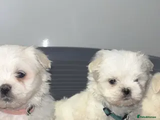 Maltese dogs 2 boys left Maltese puppies - Advert 7
