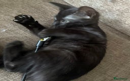 Serengeti cats for sale: Handsome tica reg black smoke male  - Image 5
