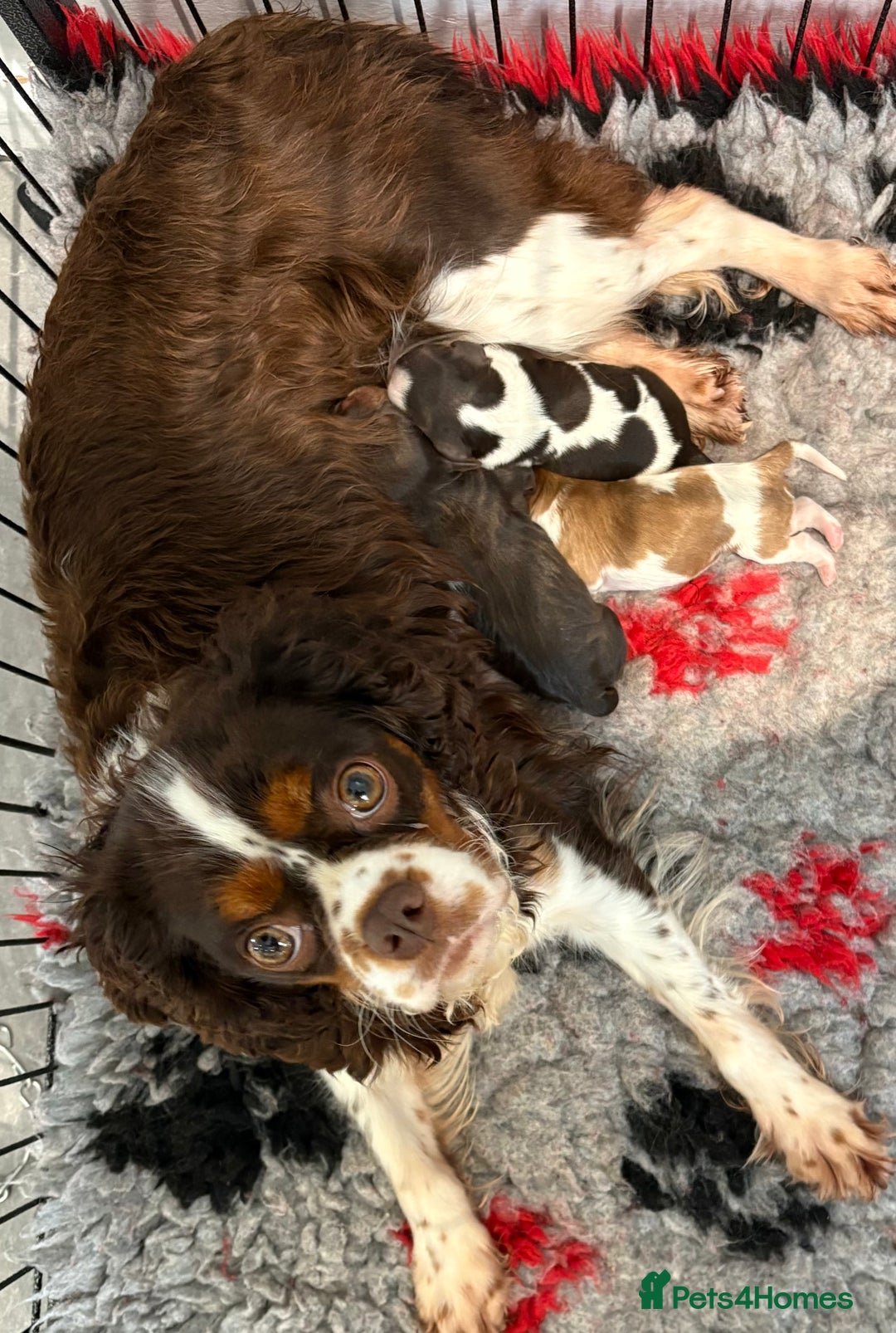 Cavalier King Charles Spaniel dogs for sale: BOYS chocolate cavaliers 🐶🍫 - Image 13